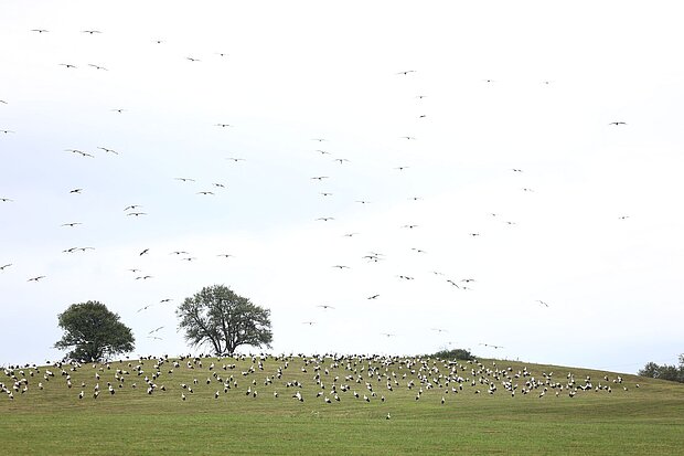 Album cover of Sound Is a Shared Habitat: a flock of birds on a green hill and in flight